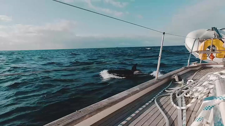 Pod of 30 killer whales attacks yacht