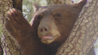 Bear makes itself at home in neighbourhood tree before going for swim