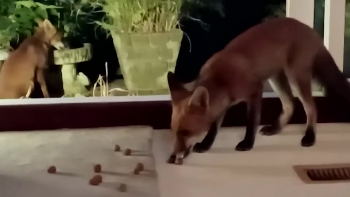 Fox cubs wander into Kent home to cool off during heatwave