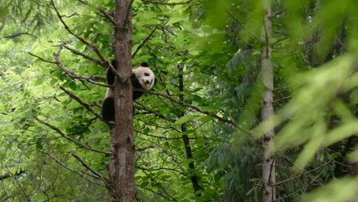 Giant pandas no longer endangered but still vulnerable, says China