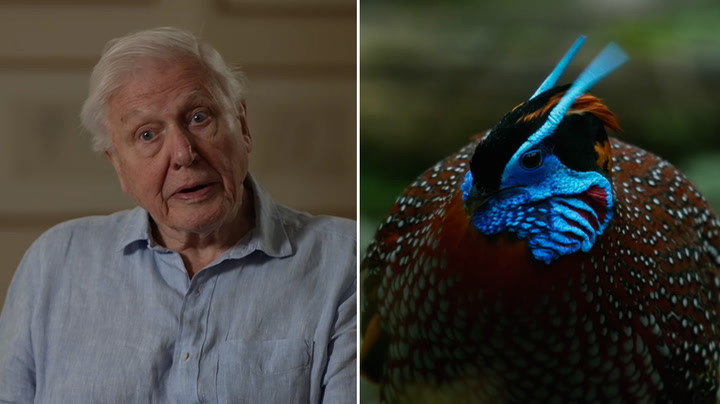 Rare bird's comical dance routine filmed for first time in new Attenborough documentary