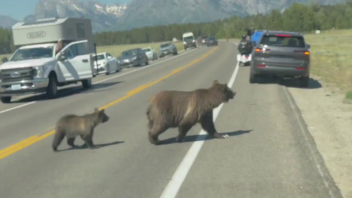 Even Grizzlies Look Both Ways Before Crossing the Street