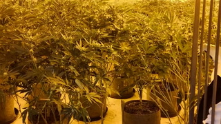 Moment police uncover ?150k cannabis farm hidden in Doncaster