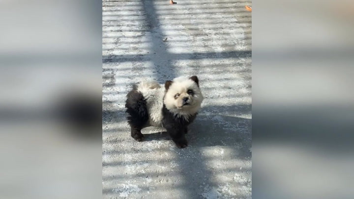 Chinese zoo that is not allowed pandas paints chow chow dogs black-and-white