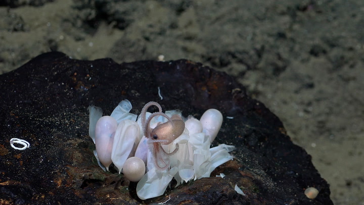 Four new species of deep-sea octopus swim in Costa Rica