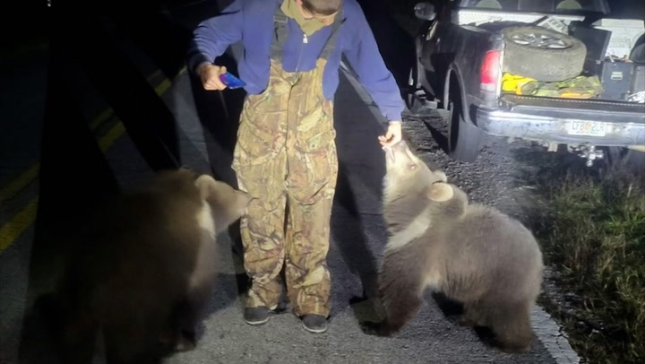 Bears native to Alaska found wandering roadside in Florida