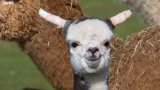 Alpaca born with ‘floppy ears’ undergoes treatment to straighten them