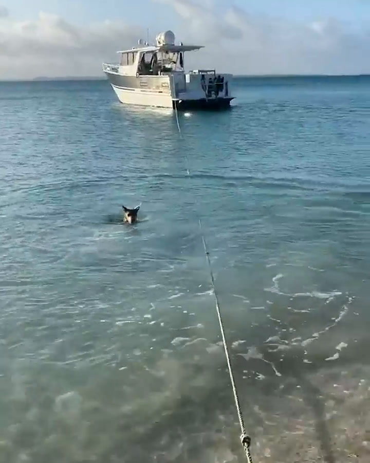 Una perra ahuyenta a un tiburón - Fuente: Instagram @b2badventures