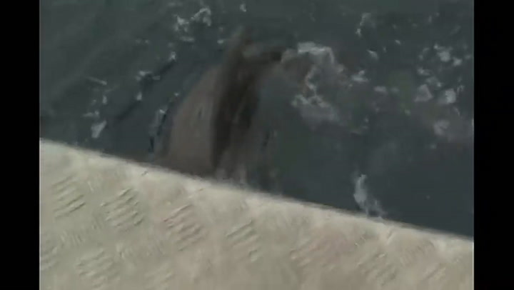 El video de TikTok que muestra el ataque del tiburón