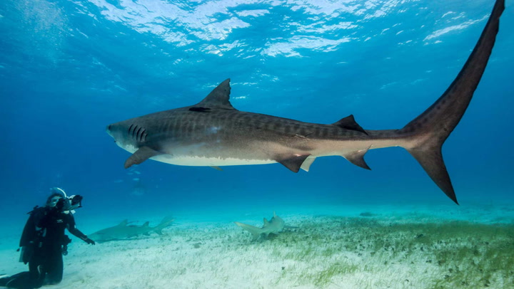 7 Amazing Shark Experiences Around the World