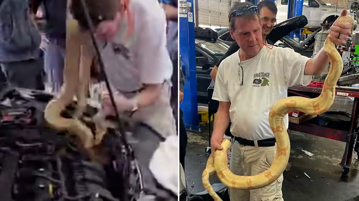 Moment mechanics pull 8-foot-long boa constrictor from car engine in Myrtle Beach
