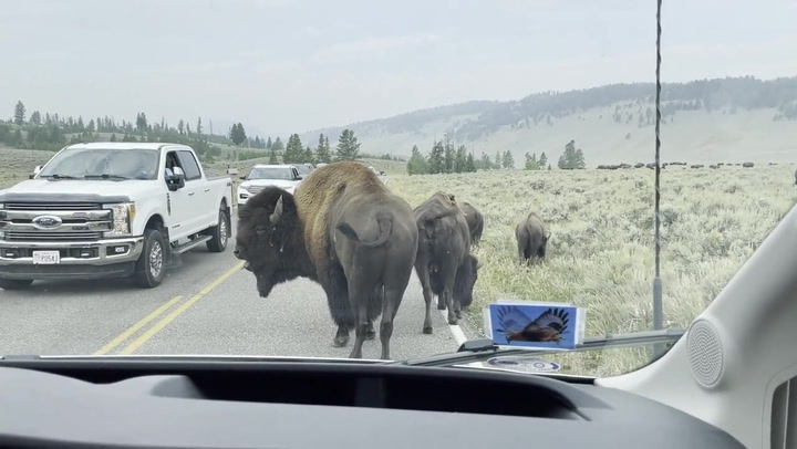 Herd of huge bison block traffic at Yellowstone National Park
