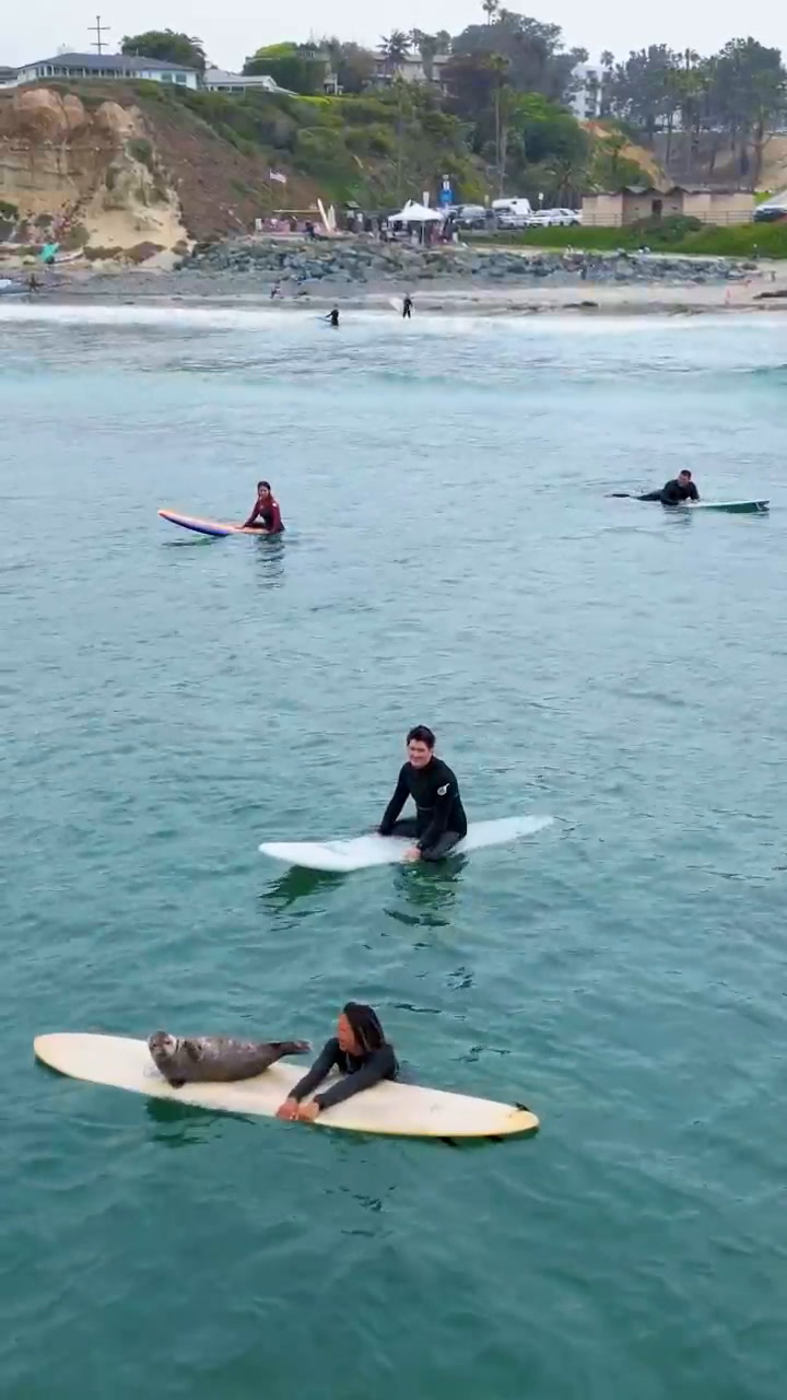 Una cría de foca visita a los surfistas de una playa en San Diego y salta a sus tablas