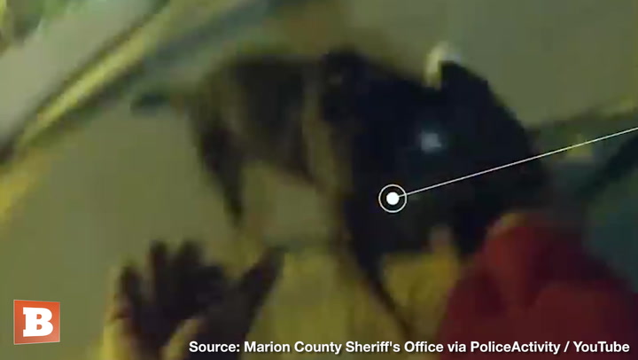 K-9 Turns Burglar Into Chew Toy After Fleeing Police
