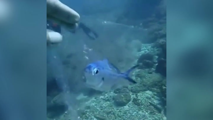 Moment fish trapped in plastic bag saved by diver