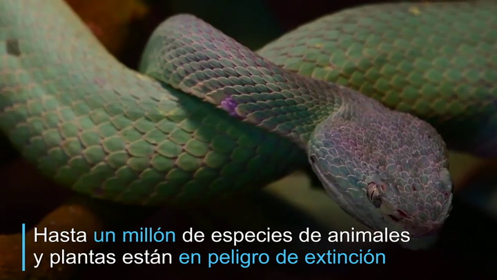 Hasta un millón de especies podrían verse amenazadas, alerta ONU - Fuente: AFP