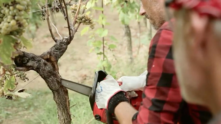 Chainsaw Surgery in the Vineyard, Finalist Video Contest 2017