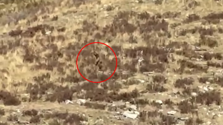 Colorado train passengers stumble upon bigfoot-like creature