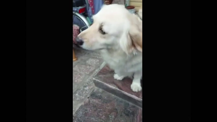La conmovedora cara de tristeza de un perro cuando su amo va a trabajar