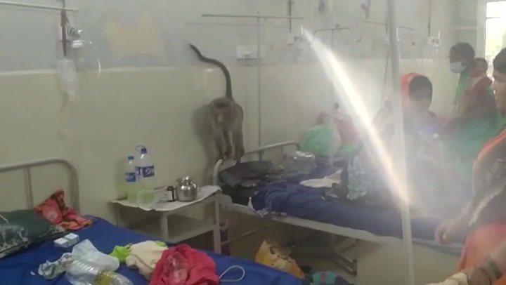 Monkeys hop around maternity hospital ward in India