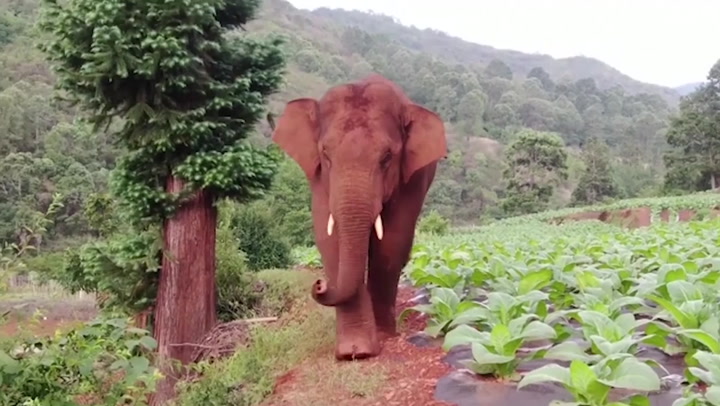Male elephant leaves herd trekking through China