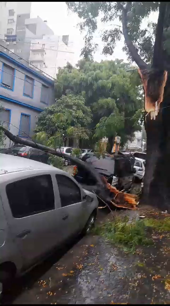 En Villa Urquiza, un árbol cayó sobre un auto