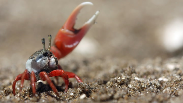 How to Care for a Pet Fiddler Crab