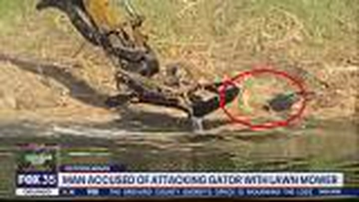 FWC: Daytona Beach man 'intentionally' hit alligator with mower
