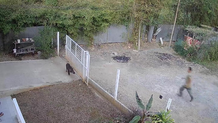 'Crazed' wild boar rams garden gate and attacks terrified resident