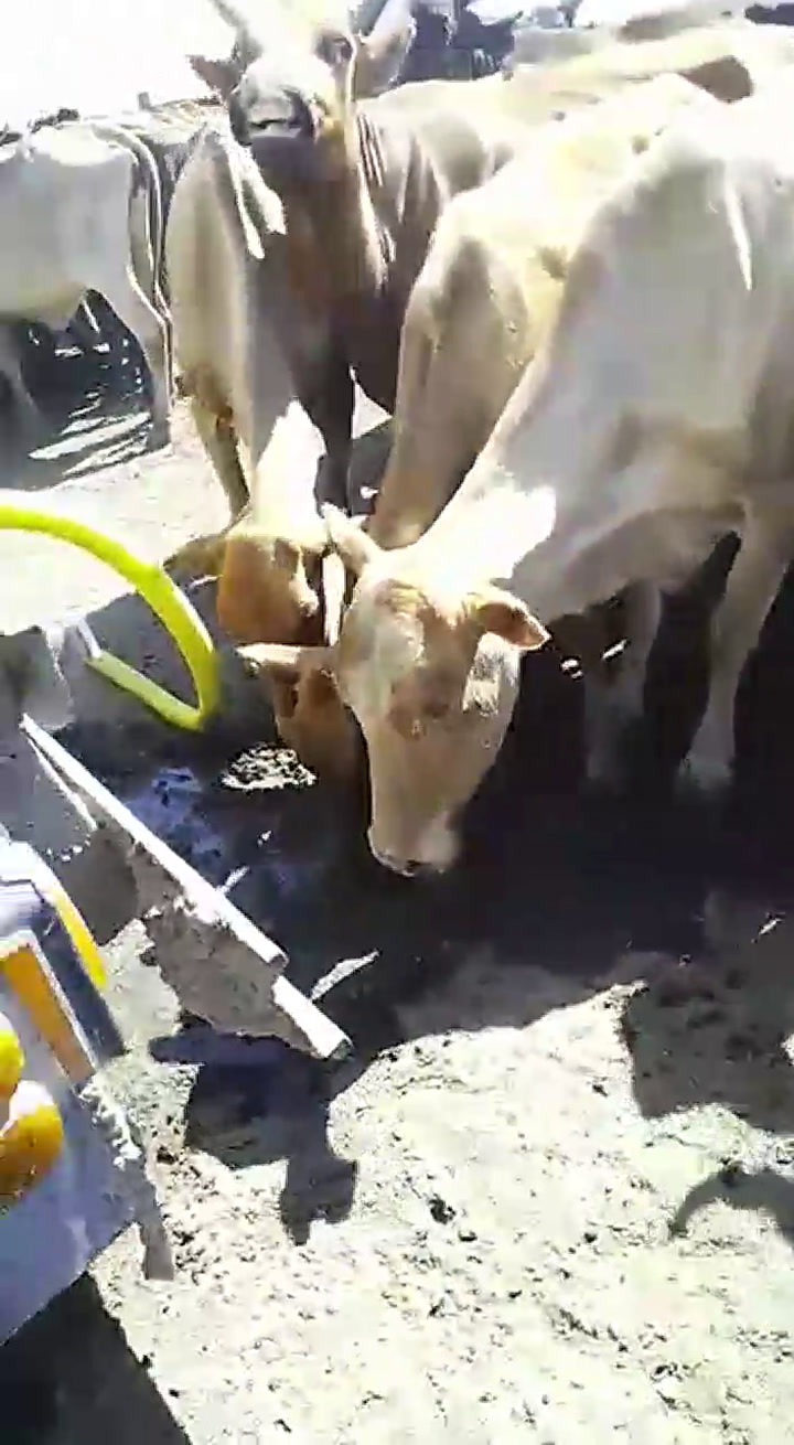 Un grupo de productores le acercó un camión cisterna con agua porque se le morían las vacas