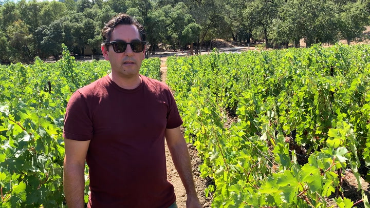 In the Vineyard with Andy Erickson: To Kalon Building Blocks