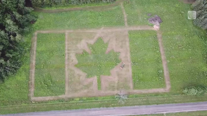 WHEN CUTTING THE GRASS TURNS INTO A PATRIOTIC ART PROJECT