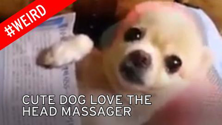 Watch super-cute puppy blink in delight as it enjoys a HEAD MASSAGE - Irish  Mirror Online