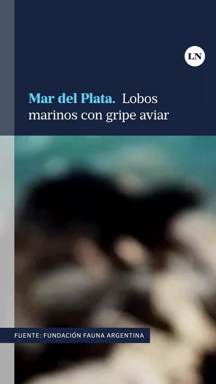 Lobos marinos con gripe aviar en Mar del Plata
