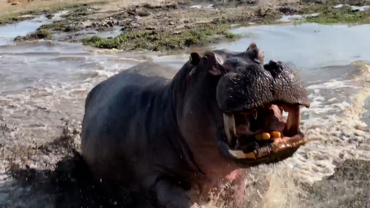 Angry hippo attacks wildlife safari truck in Botswana