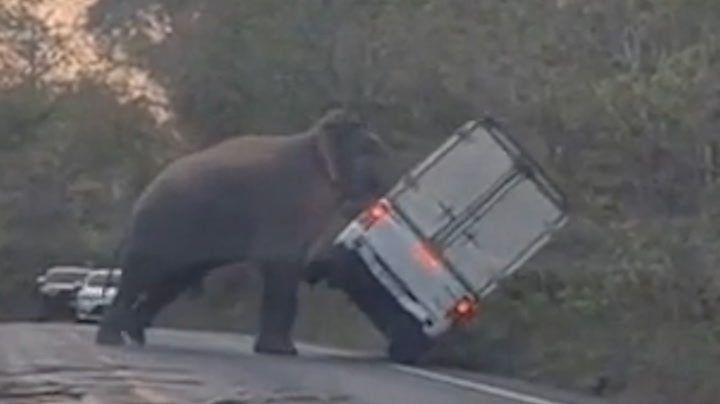 Moment elephant uses trunk to flip truck in Thailand | Lifestyle |  Independent TV