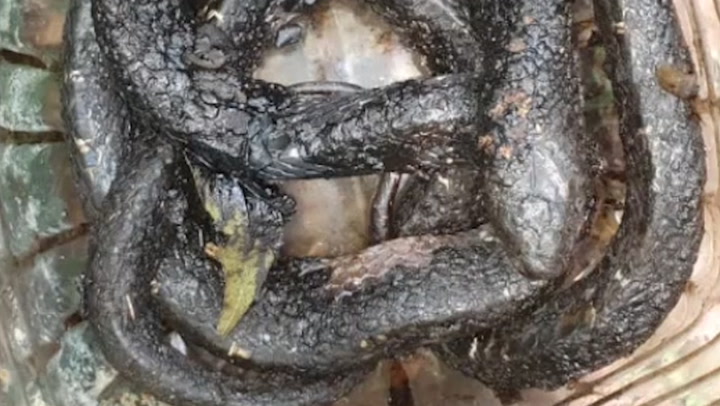 Snake freed of immobilising coat of coal tar by rescuers