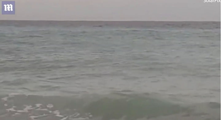 Los tiburones acechan la playa en España