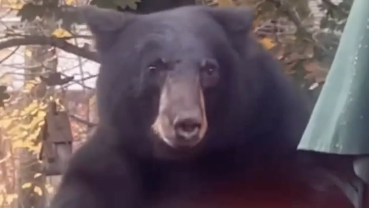 Curious black bear interrupts woman's morning workout routine