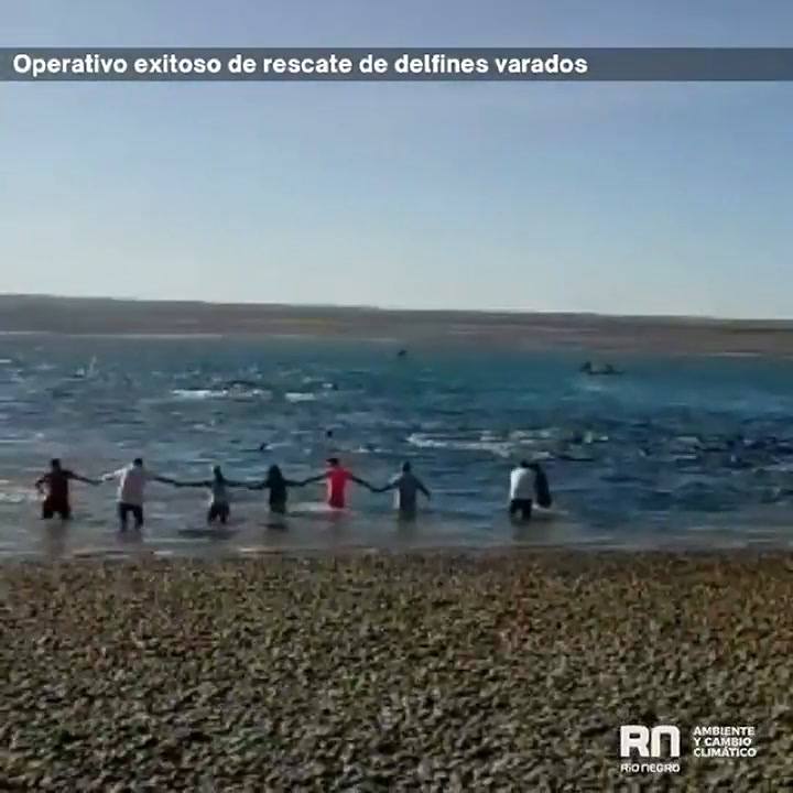Unos 300 delfines fueron rescatados luego de quedar varados en el Golfo San Matías
