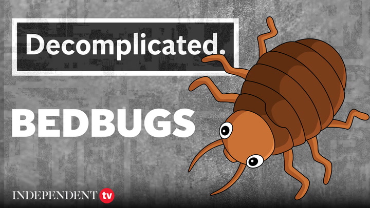What to know about the bedbug pandemic I Decomplicated
