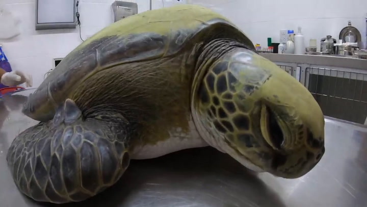 Rescataron una tortuga marina que ingirió una alarmante cantidad de plástico - Fuente: Fundación MM