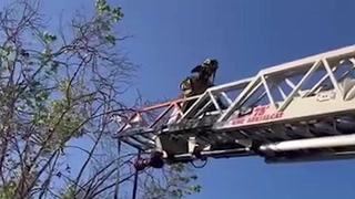 Parrot caught in fishing line rescued from tree by firefighters