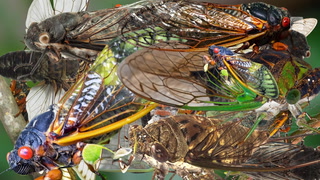 Billions of cicadas are expected to emerge this spring