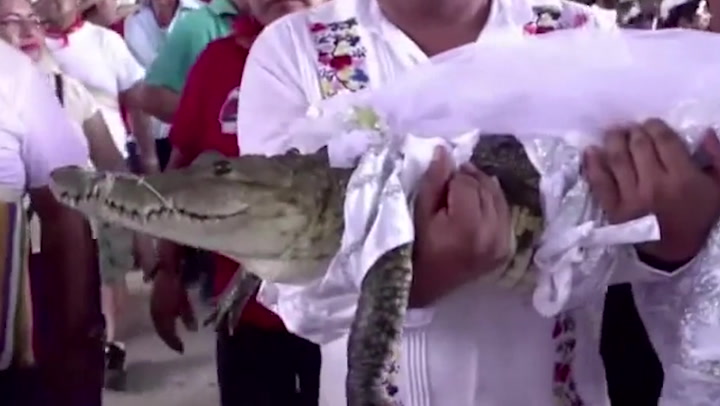 Mexico mayor marries crocodile who he calls 'princess girl'