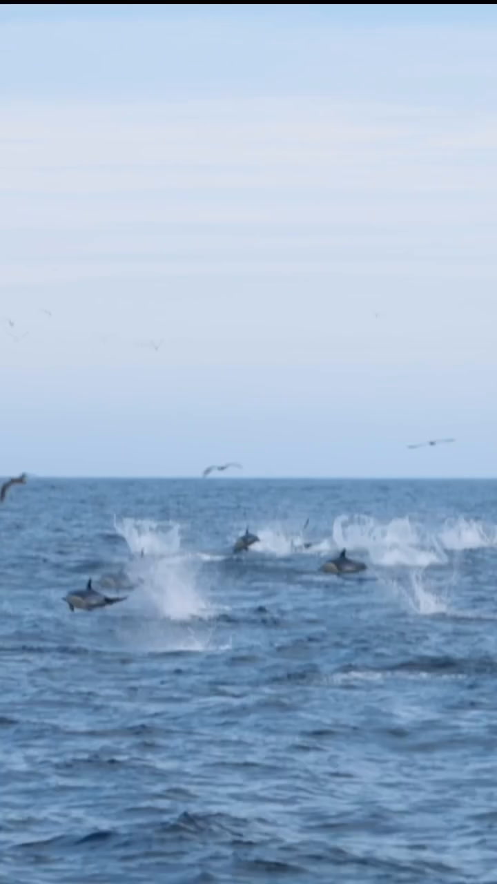 Juana Viale presencia una manda de delfines