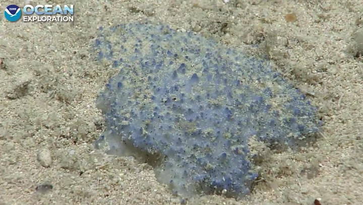 Mysterious 'blue goo' creature spotted in the Caribbean's US Virgin Islands