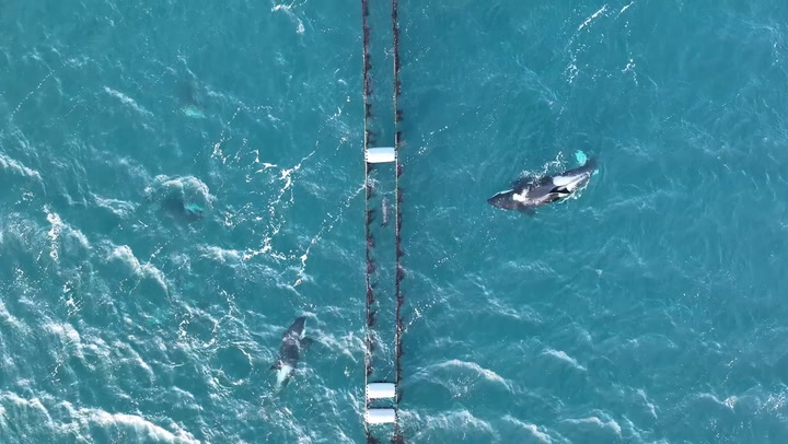 Drone footage shows seal using mussel farm to hide from orcas