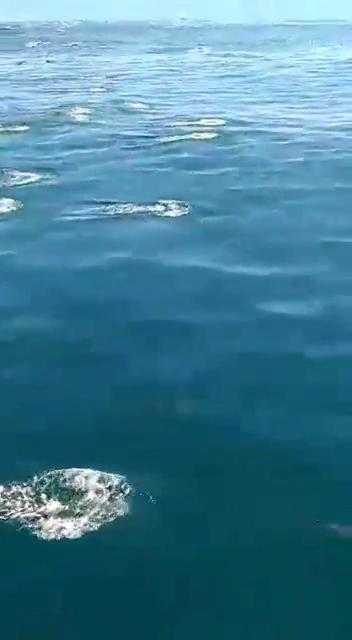 El increíble nado de cientos de delfines en la costa de Mar Chiquita
