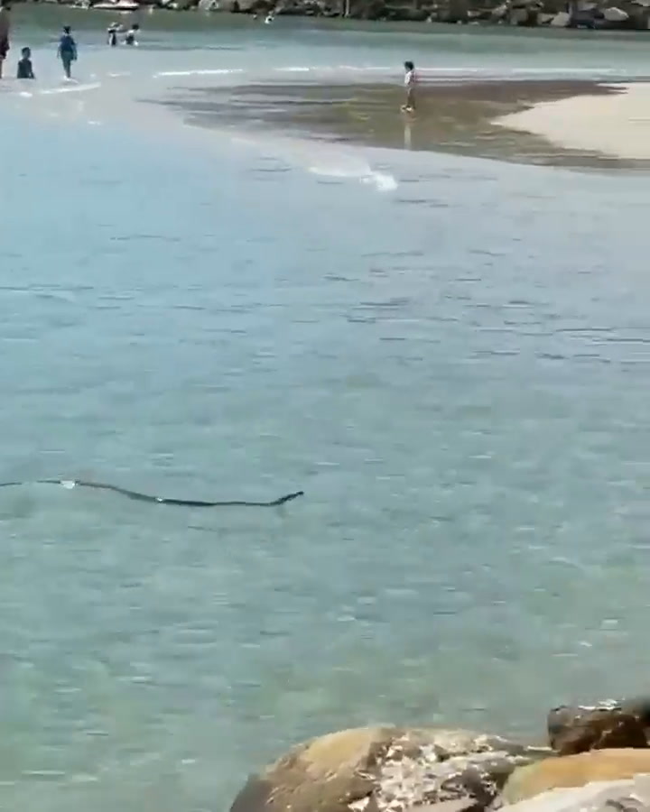 Una serpiente letal nada cerca de niños en una playa de Australia (Fuente: IG Stuart McKenzie)